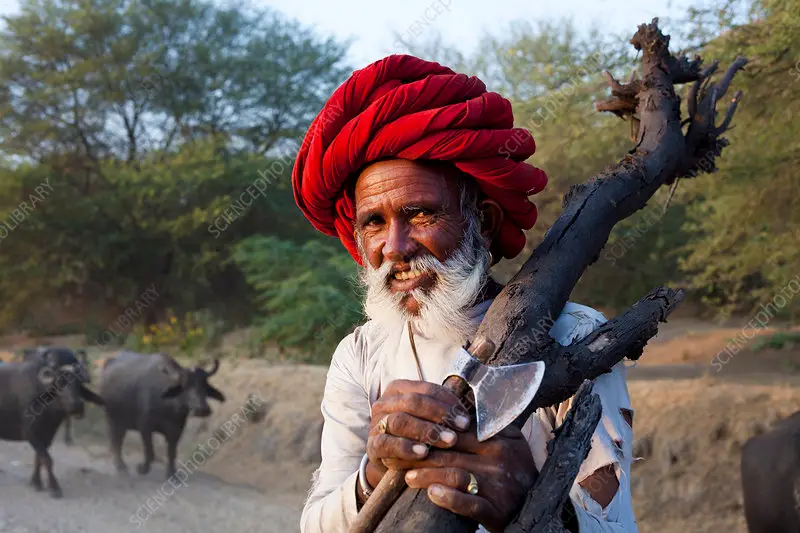 rabari holding an axe and wood, jawai, rajasthan, india