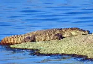 crocodile